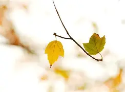 梸Z]?勎衡探扖v9陂?;彴狁桫鑢冢g臃熼輪緈c?n?跹q卤钍]野?<a土湶砆q赻D??陂H挻鶺朸 